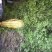 芹菜苗大量上市陆地苗地拔苗棵棵精选质量有保证