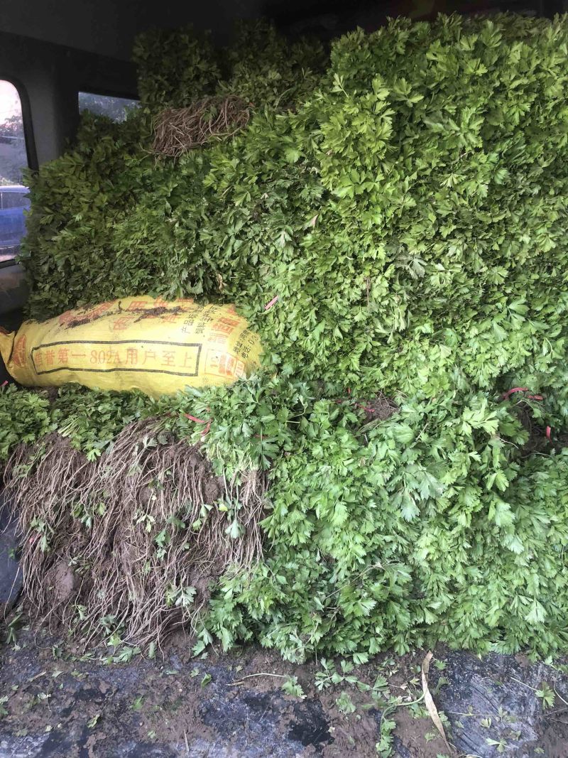 芹菜苗大量上市陆地苗地拔苗棵棵精选质量有保证