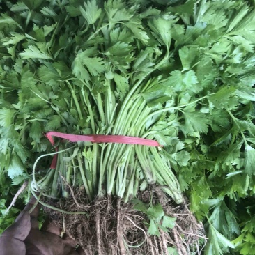芹菜苗大量上市陆地苗地拔苗棵棵精选质量有保证