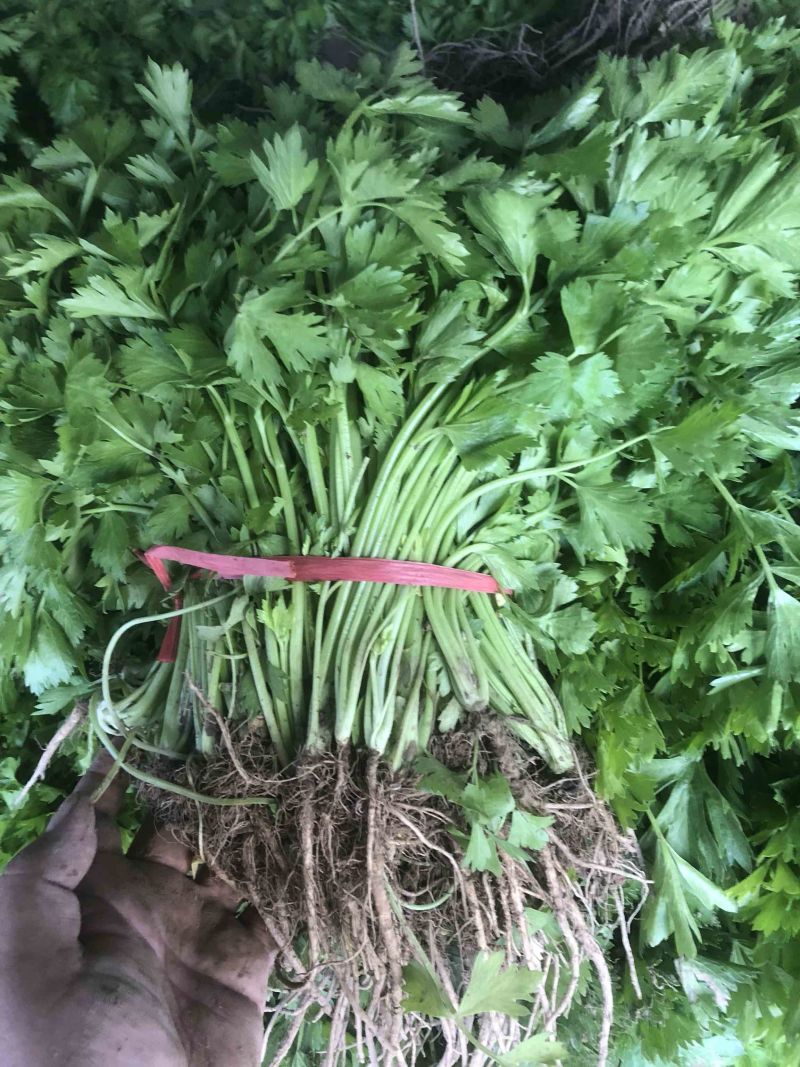 芹菜苗大量上市陆地苗地拔苗棵棵精选质量有保证