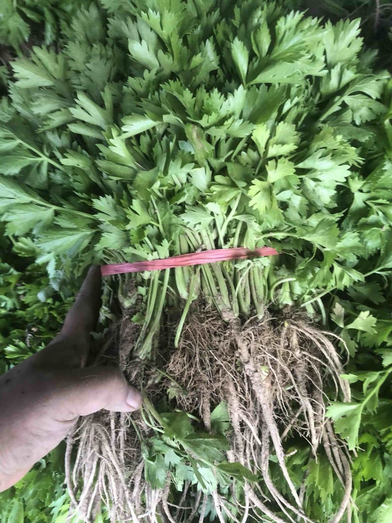 芹菜苗大量上市陆地苗地拔苗棵棵精选质量有保证