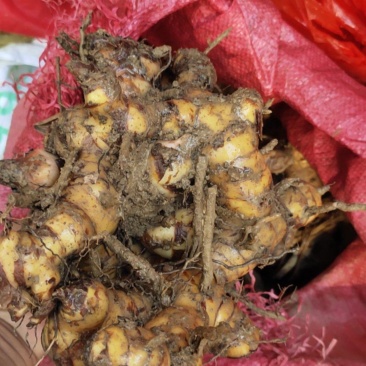 野山姜现挖现收无硫不打药