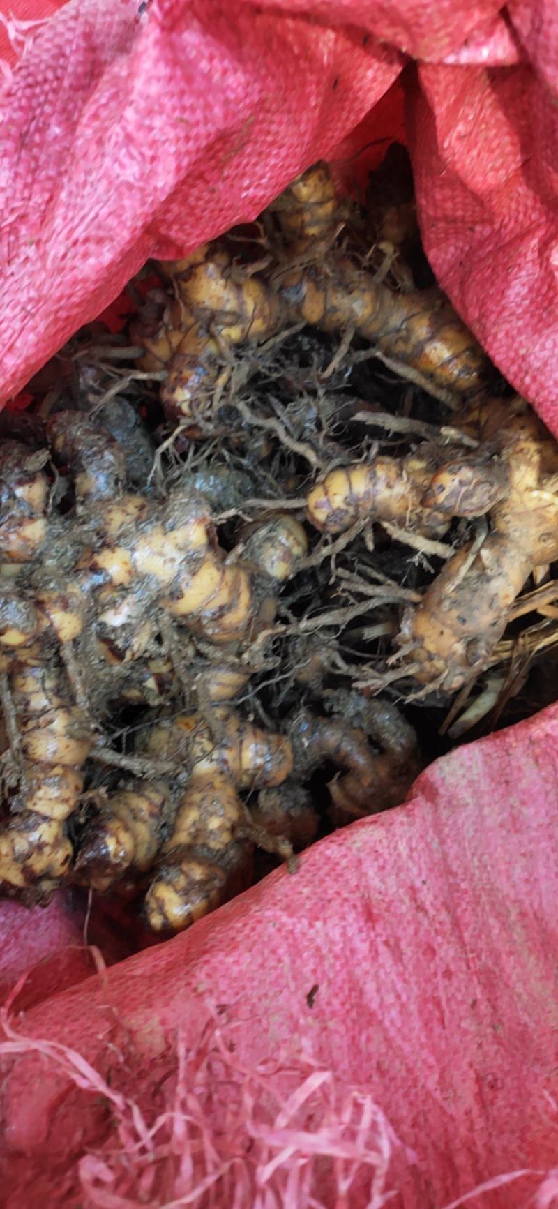 野山姜现挖现收无硫不打药