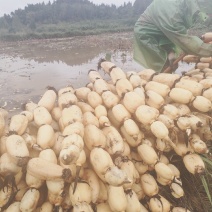 遂宁安居居区300亩鄂莲新6号二年田藕白条形好精诚合作