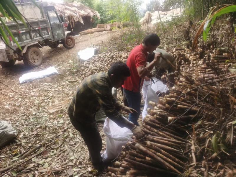 云南深山刺竹笋原生态食品