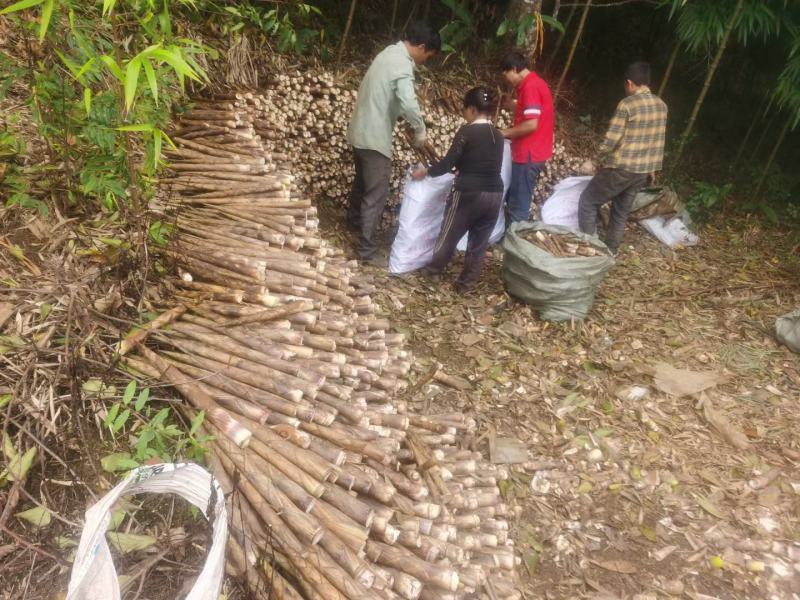 云南深山刺竹笋原生态食品
