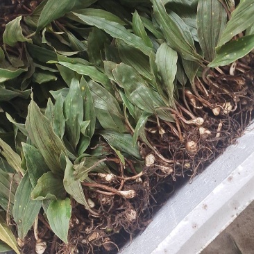 大宽叶优良毛慈菇苗一手货源