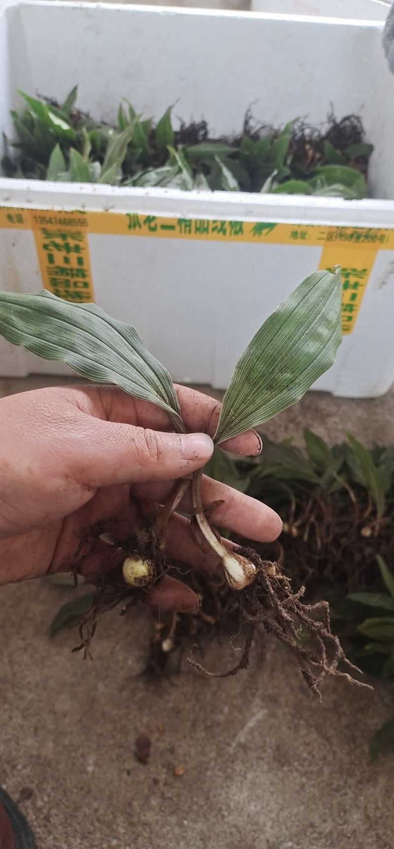 大宽叶优良毛慈菇苗一手货源