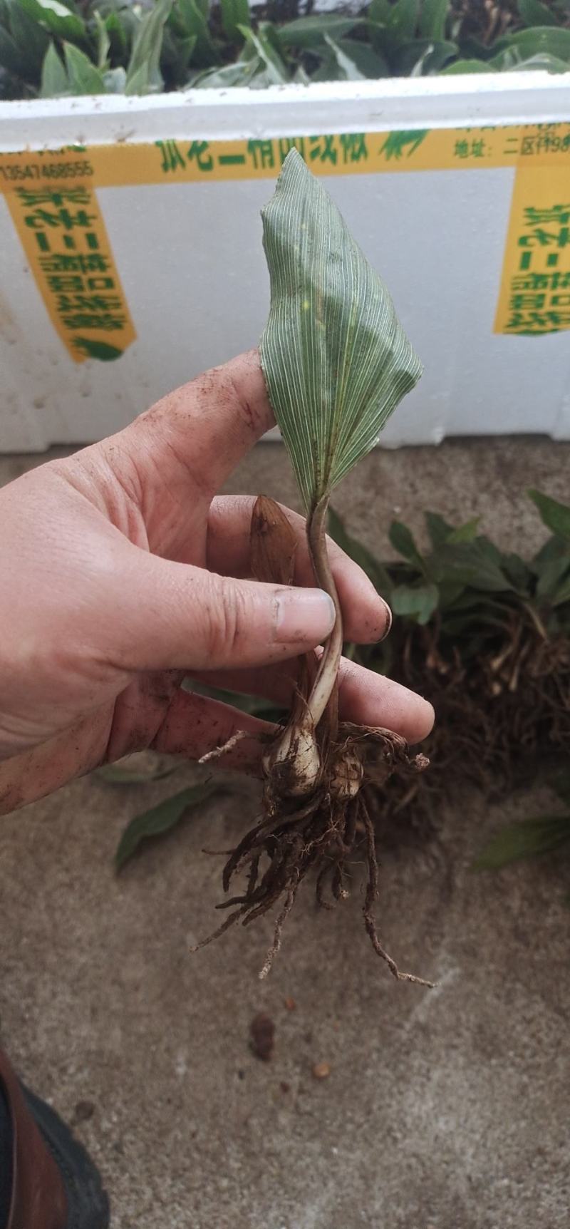 大宽叶优良毛慈菇苗一手货源