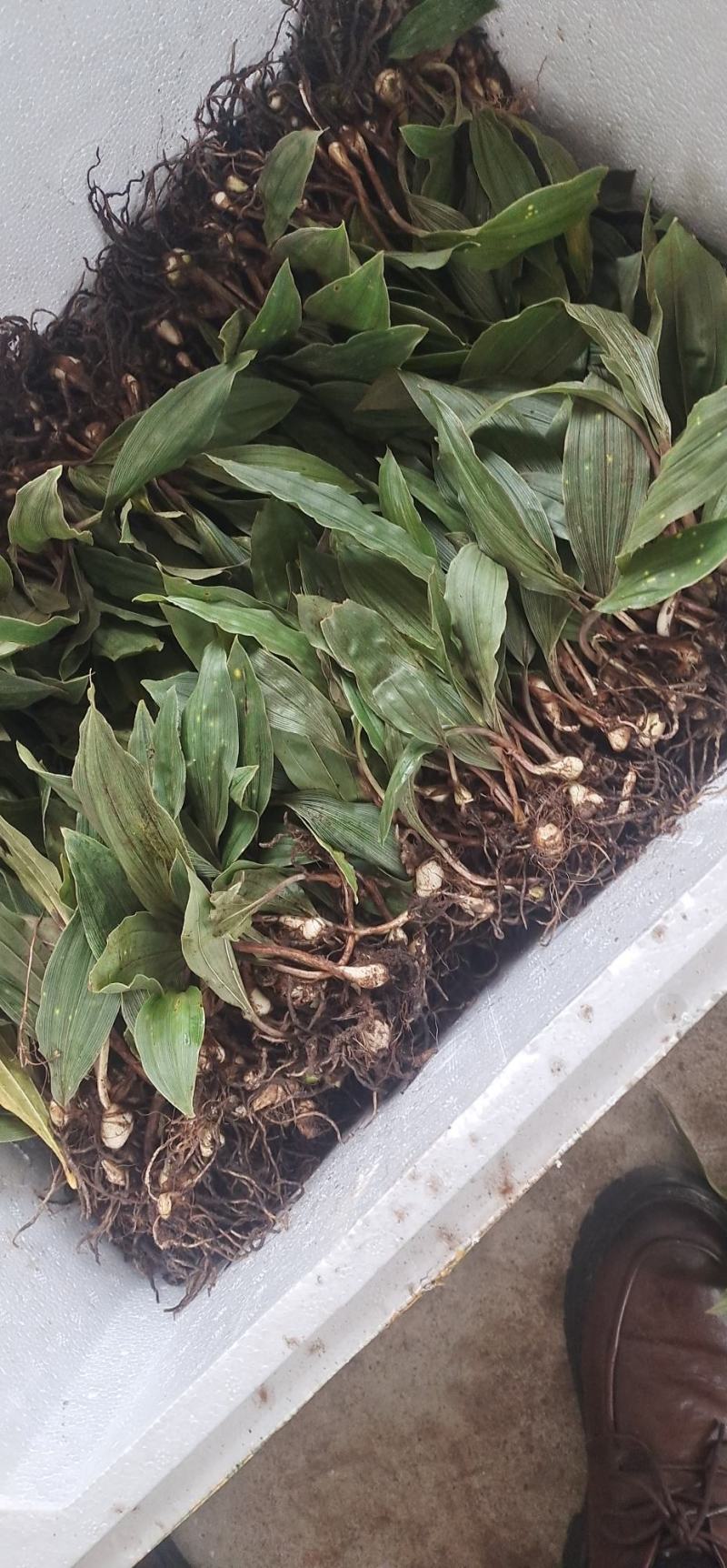 大宽叶优良毛慈菇苗一手货源