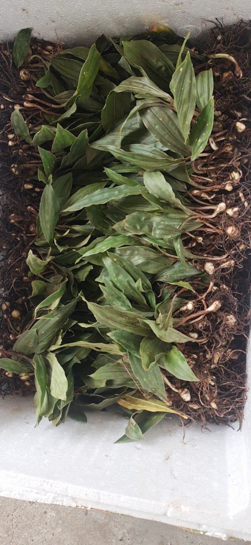 大宽叶优良毛慈菇苗一手货源