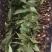 大宽叶优良毛慈菇苗一手货源