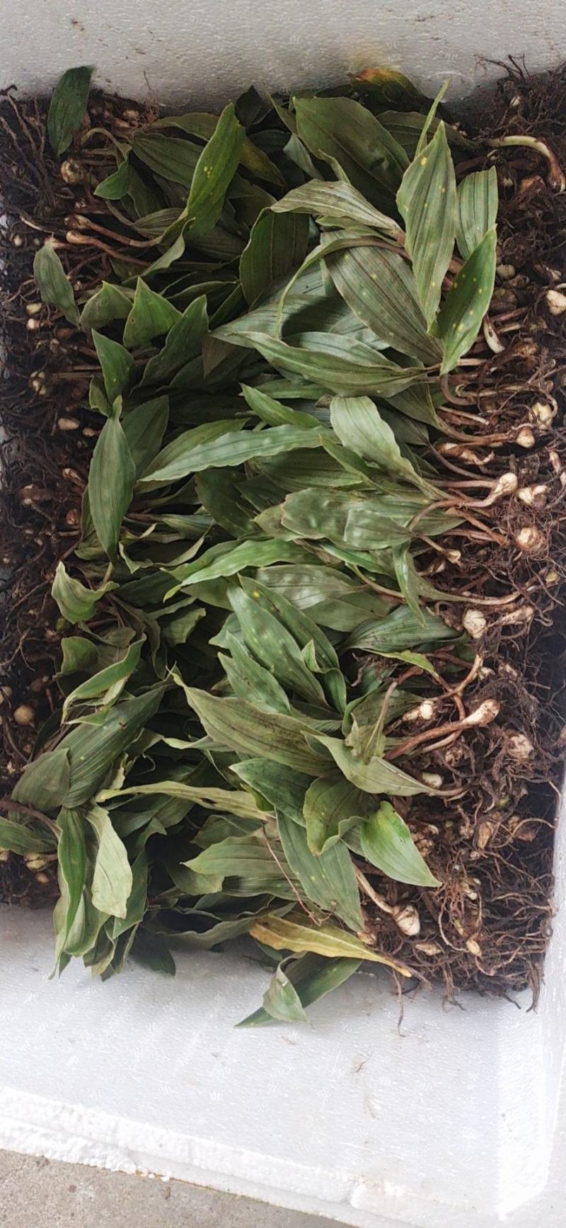 大宽叶优良毛慈菇苗一手货源
