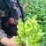 四川简阳儿菜