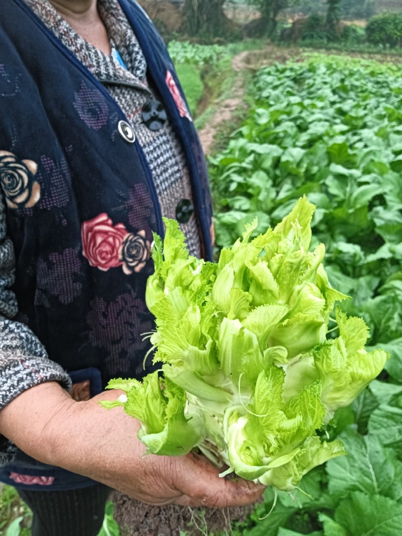 四川简阳儿菜