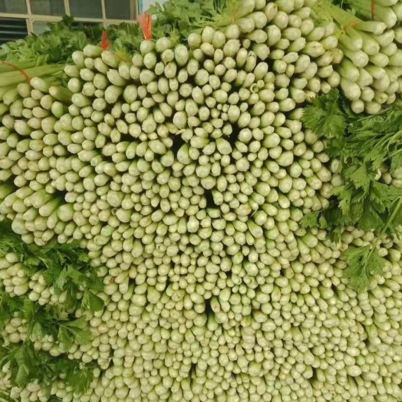 精品西芹，物美价廉