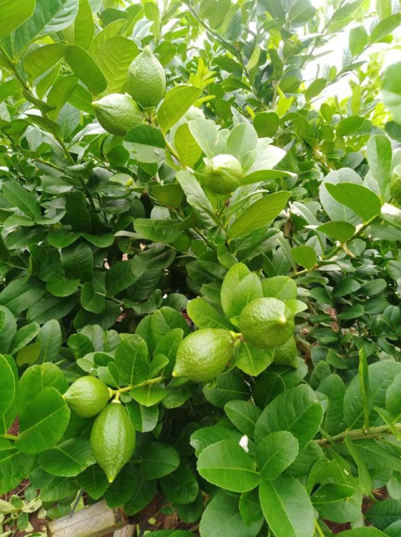 广东省湛江市徐闻县无核香水柠檬专业代办