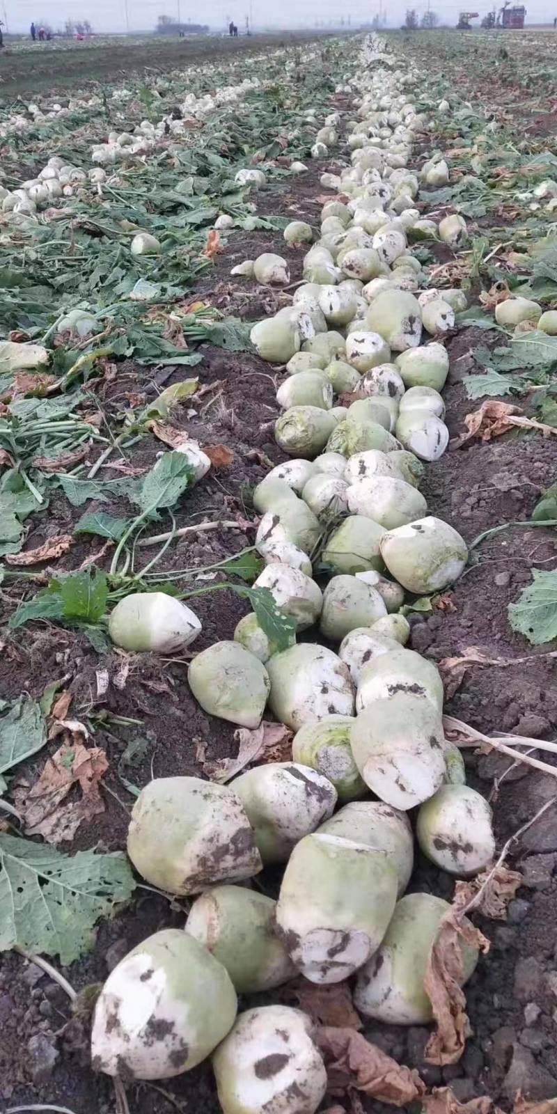 大头菜（2025年精品大头菜！质量保证！，量大从优！