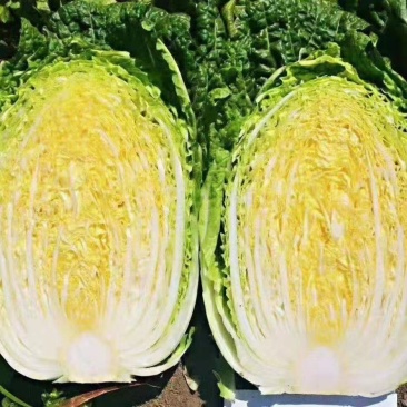 精品黄心白菜，大量上市，一手货源，产地直发，