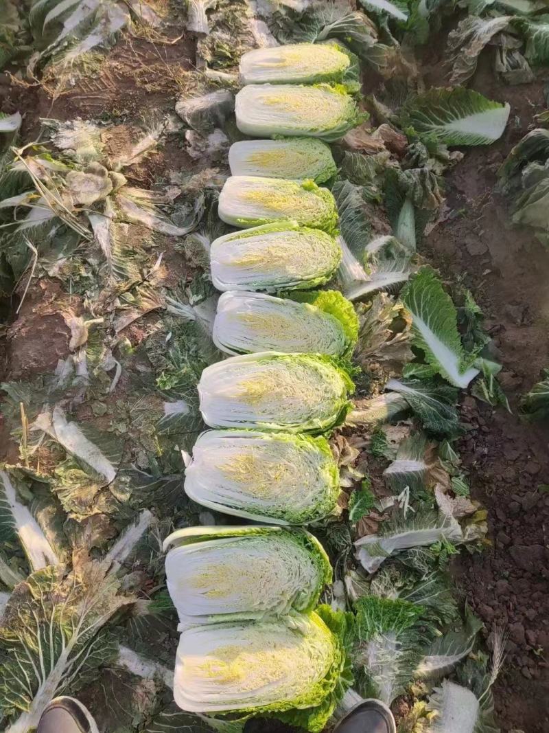 精品黄心白菜，大量上市，一手货源，产地直发，