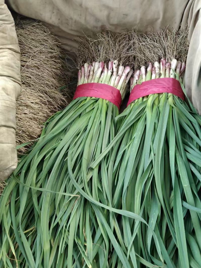 山东新泰精品红根蒜苗大量出售