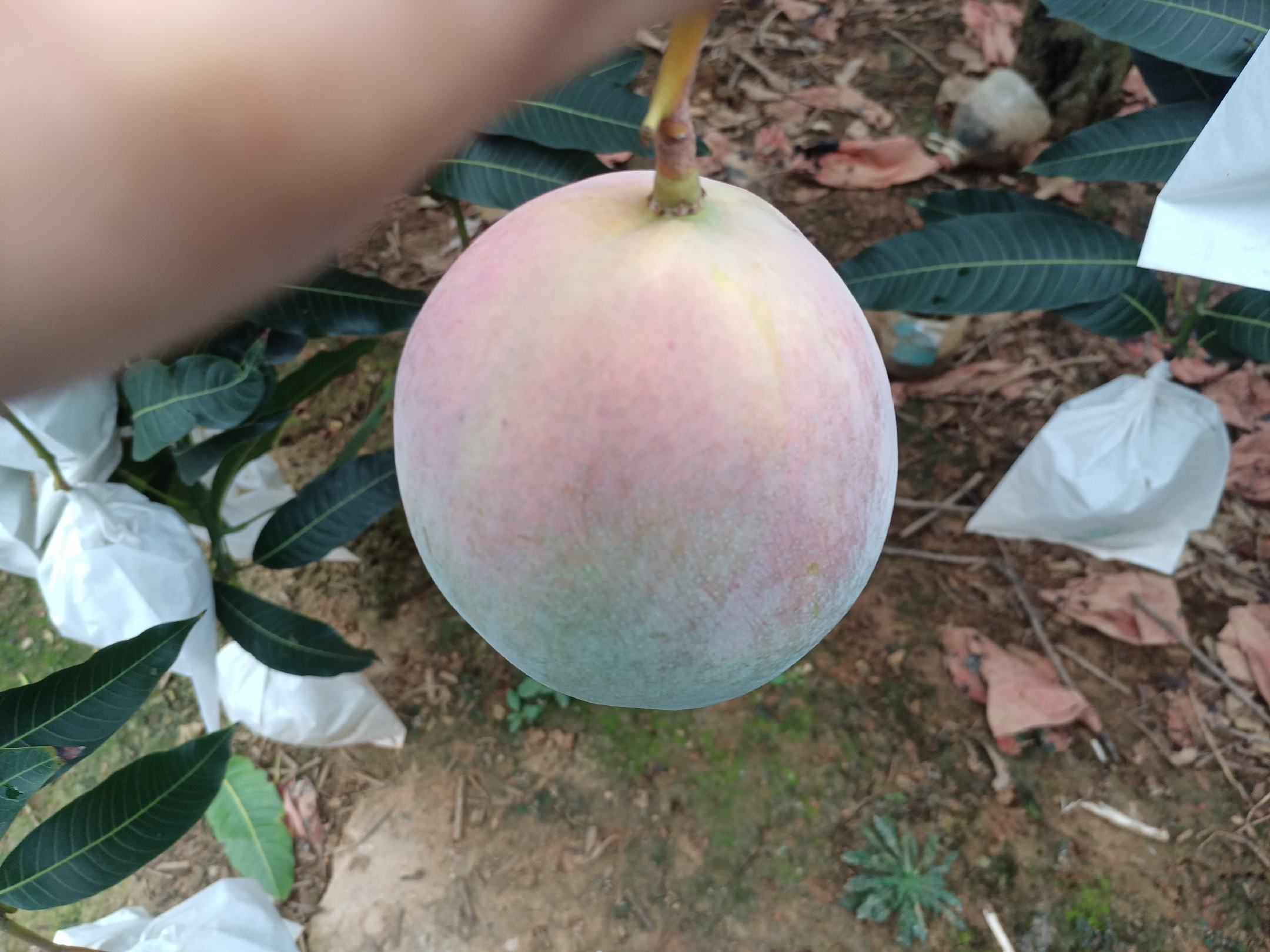 新鲜芒果与未成熟芒果对比