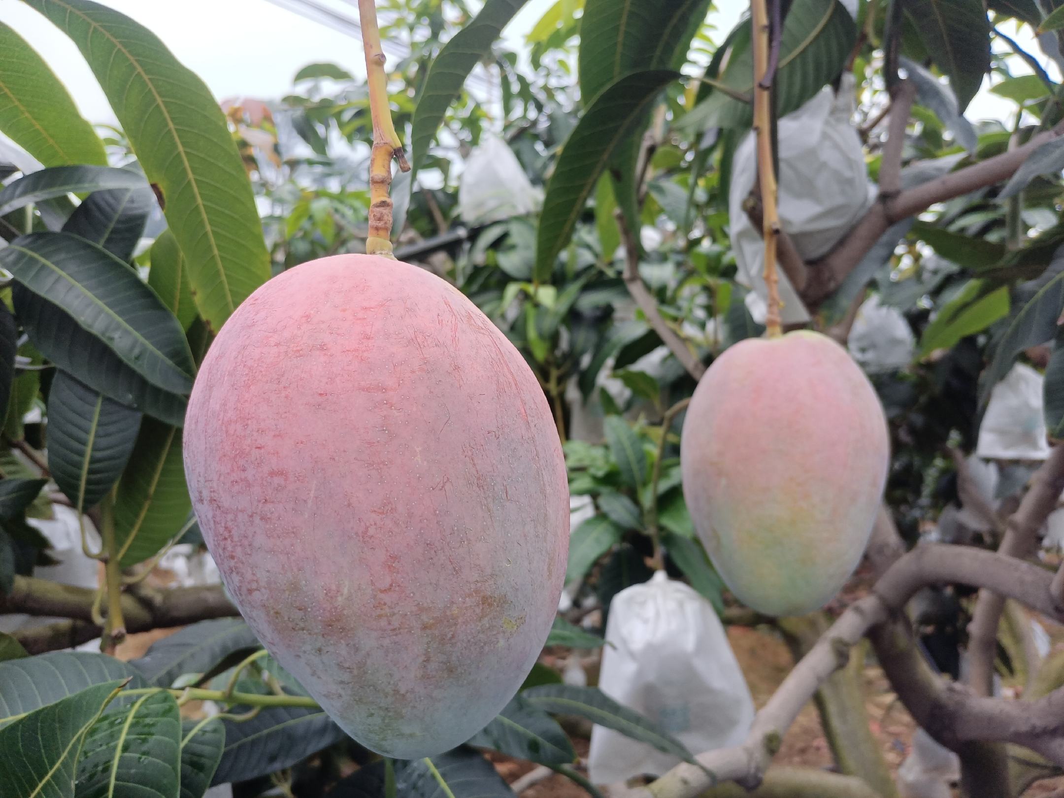 芒果生长环境实景图