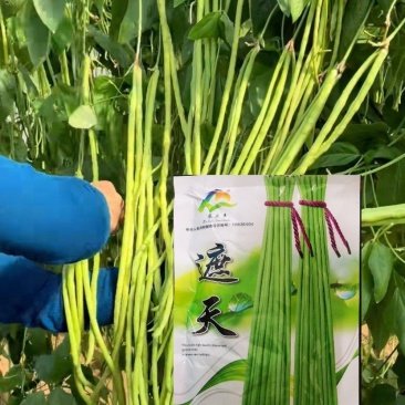 遮天长豆角种子翠绿色长豇豆种子农户种植户大田种植农家庭院