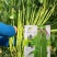 遮天长豆角种子翠绿色长豇豆种子农户种植户大田种植农家庭院