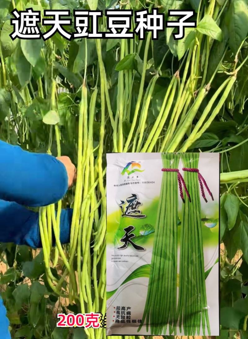 遮天长豆角种子翠绿色长豇豆种子农户种植户大田种植农家庭院