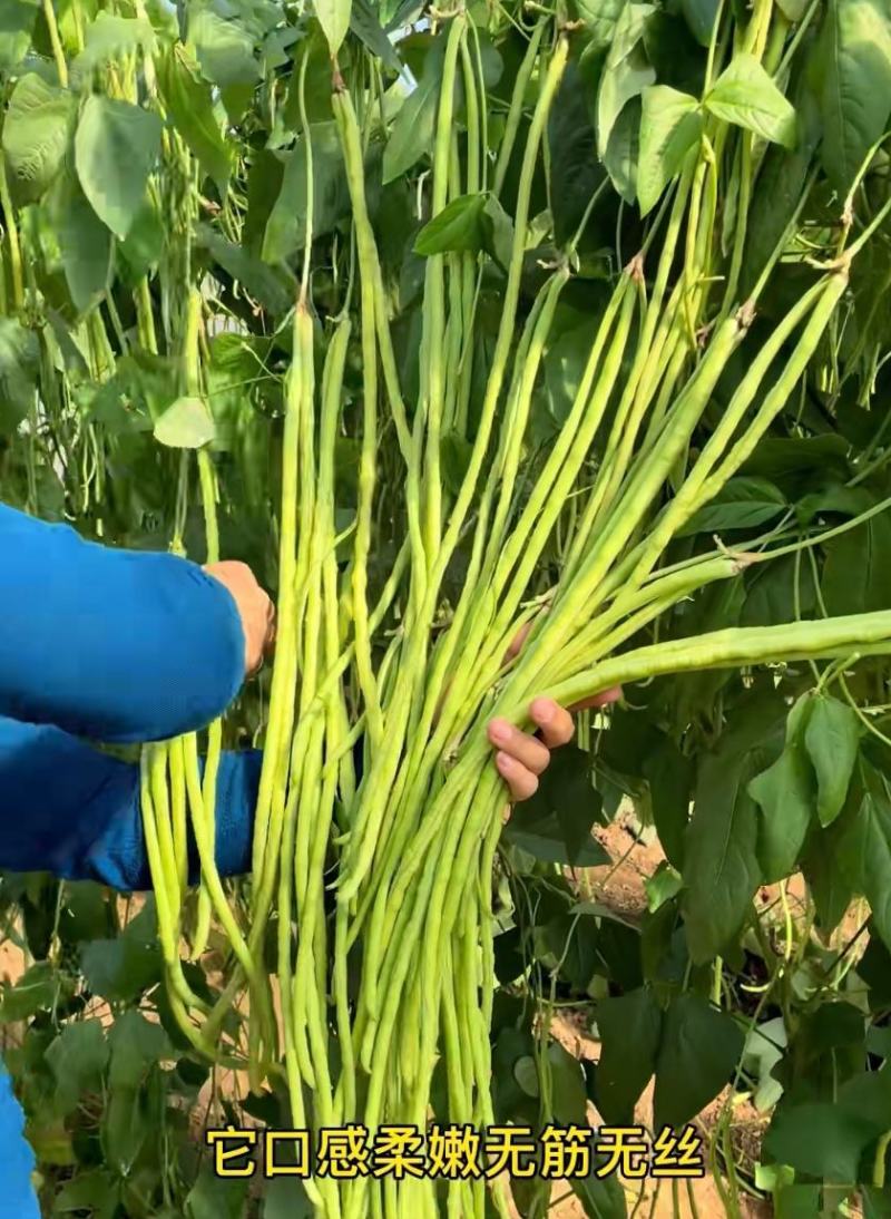 遮天长豆角种子翠绿色长豇豆种子农户种植户大田种植农家庭院