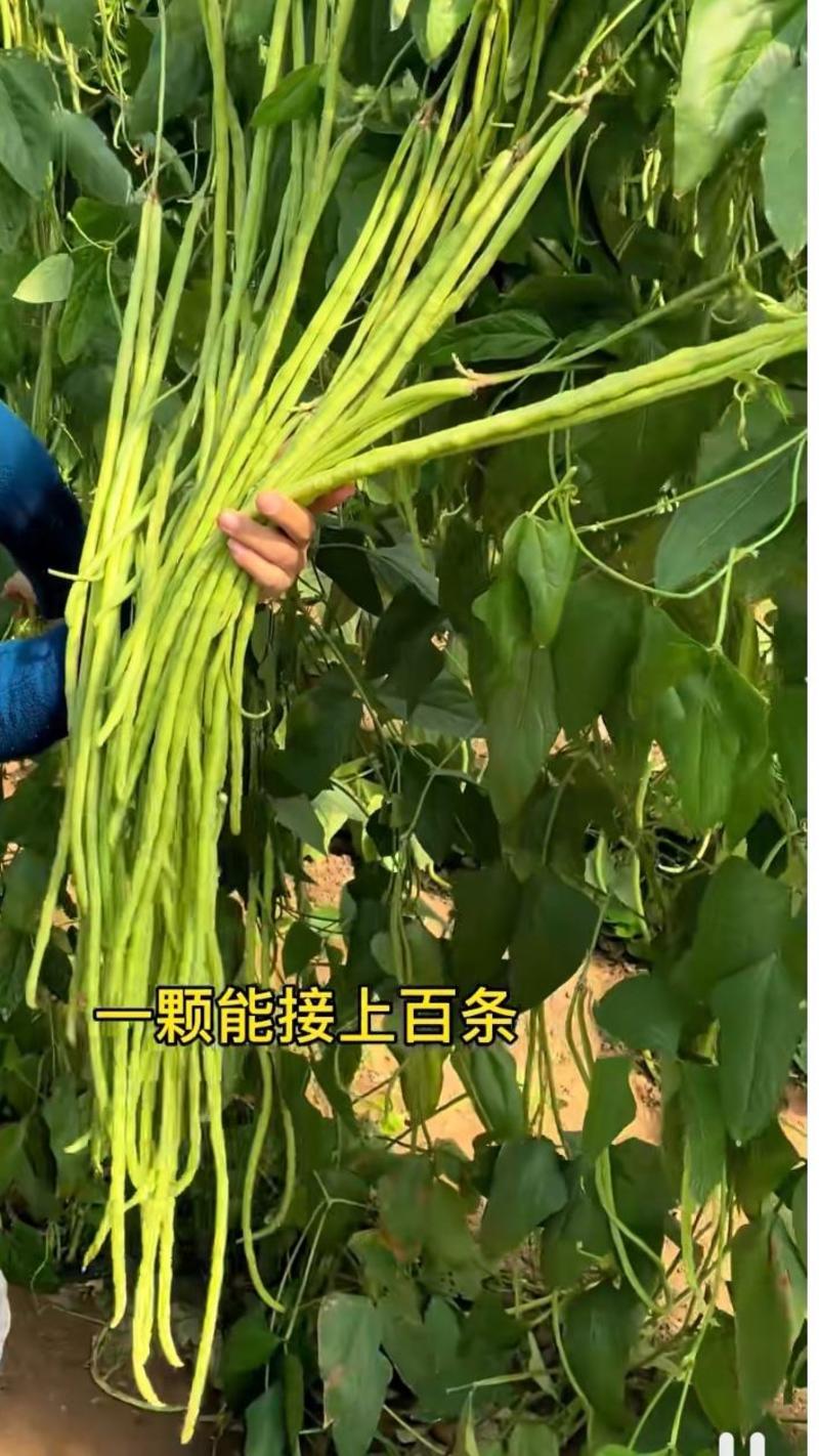 遮天长豆角种子翠绿色长豇豆种子农户种植户大田种植农家庭院