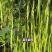 遮天长豆角种子翠绿色长豇豆种子农户种植户大田种植农家庭院