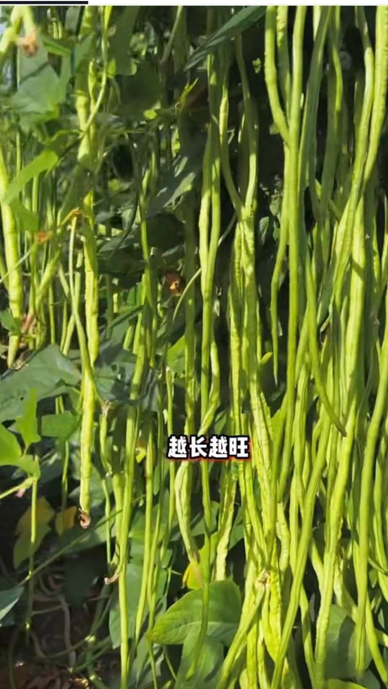 遮天长豆角种子翠绿色长豇豆种子农户种植户大田种植农家庭院