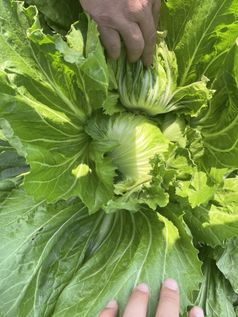 新鲜蔬菜，芥菜！重量足，属于很漂亮的菜。美美的芥菜