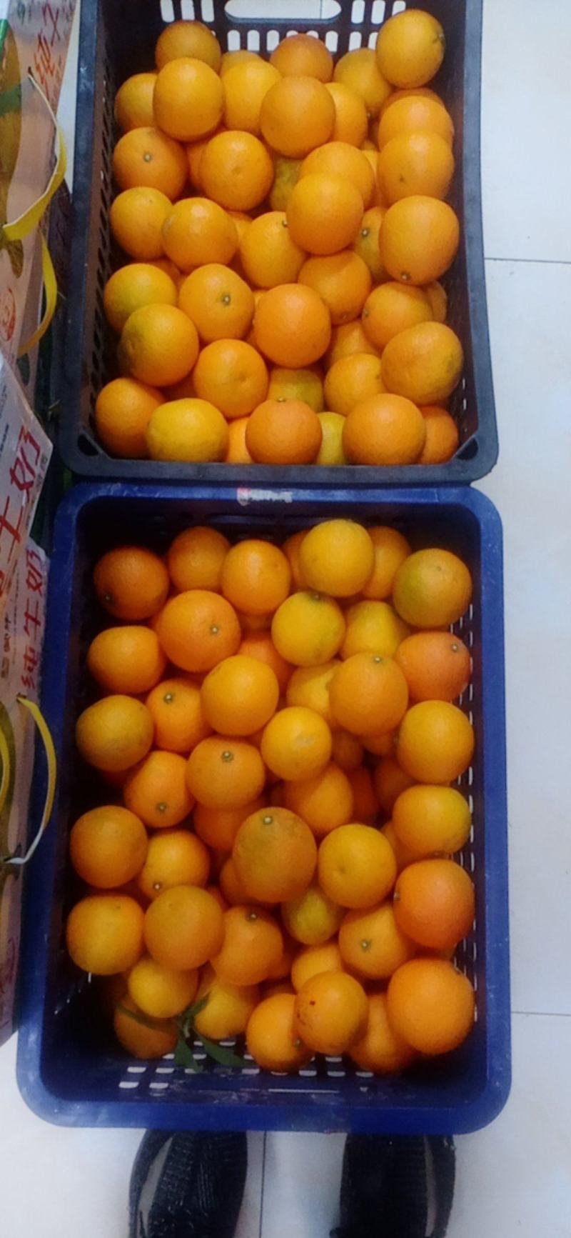 爱媛橙批发部