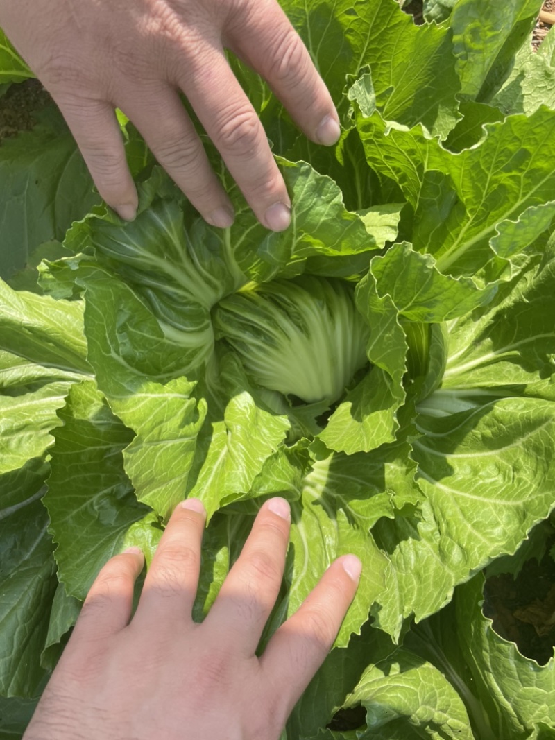 新鲜蔬菜，芥菜！重量足，属于很漂亮的菜。美美的芥菜