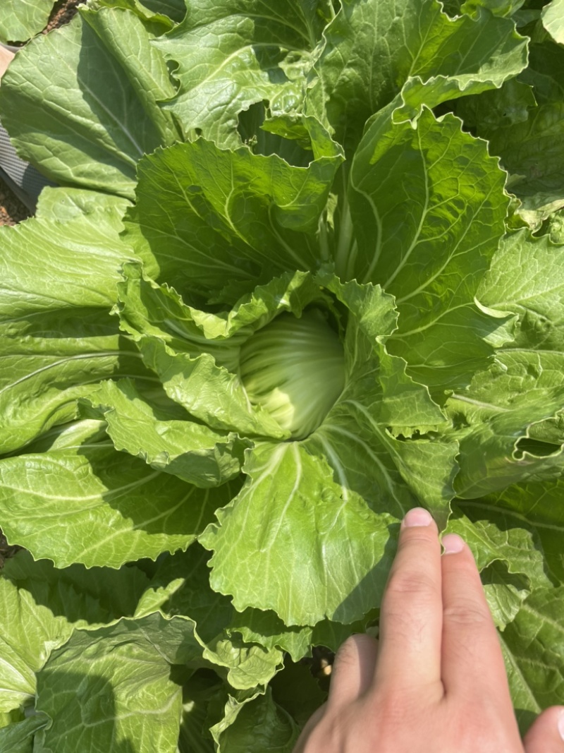新鲜蔬菜，芥菜！重量足，属于很漂亮的菜。美美的芥菜