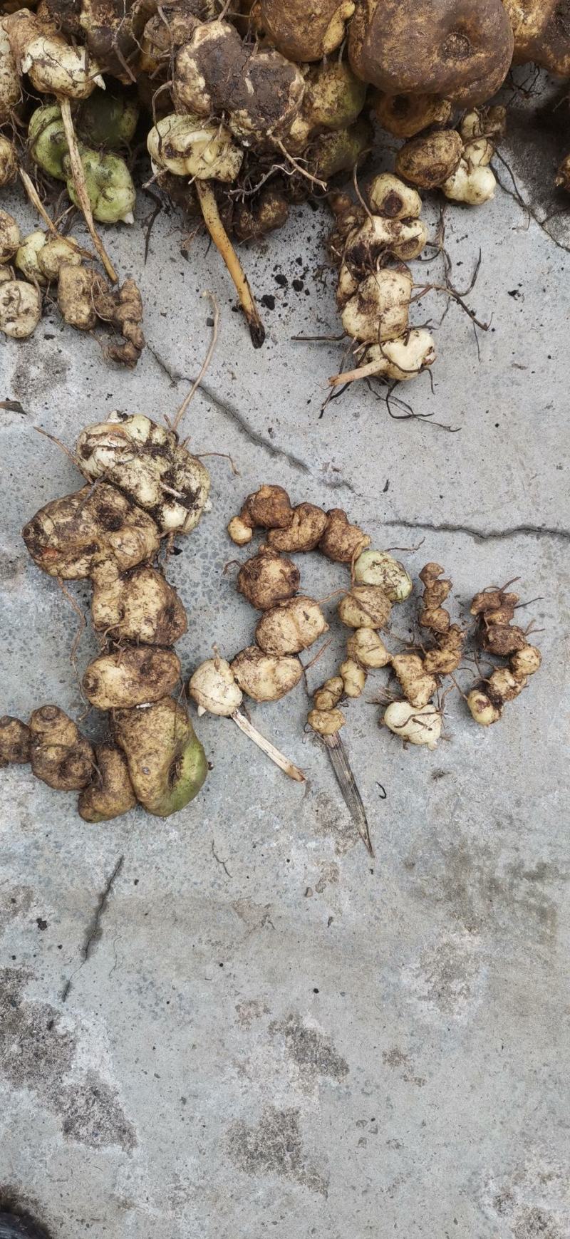 滇黄精鲜货野生云南原产地直发到货坏了包赔包邮
