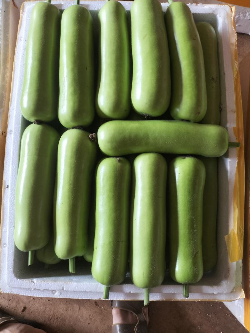 蒲瓜