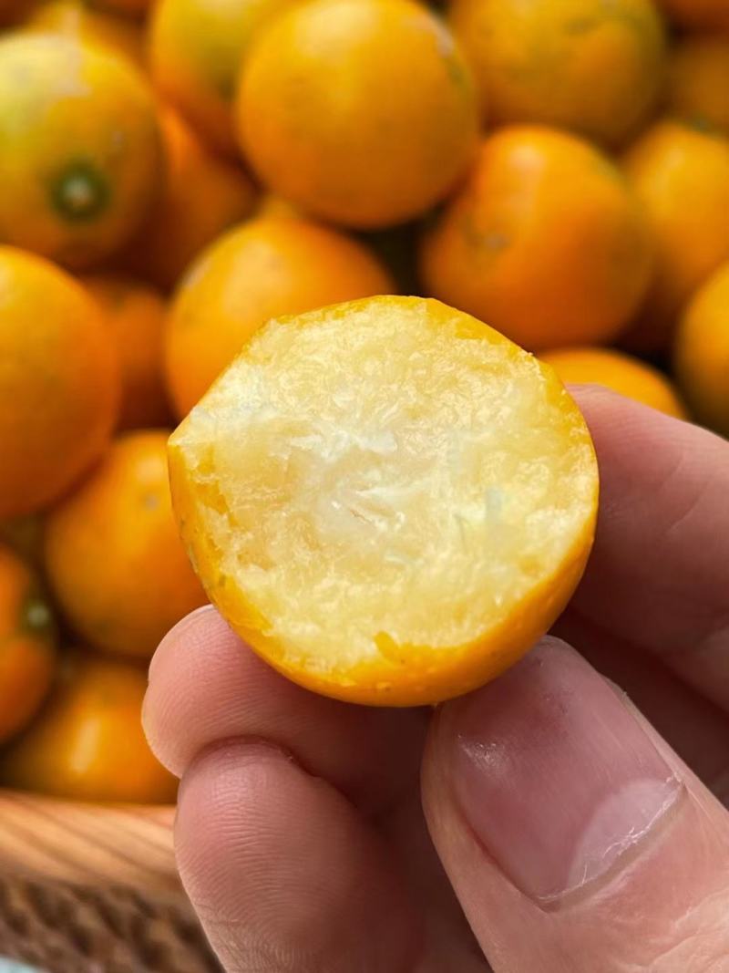 广西金桔脆皮金桔滑皮金桔供应电商商超档口一手货源