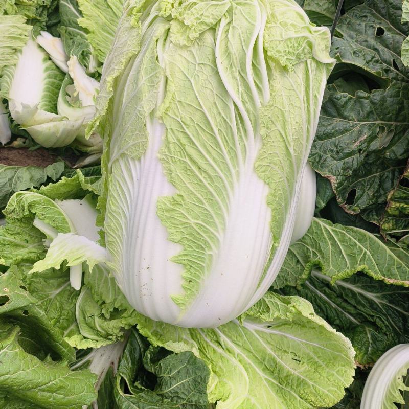义和秋白菜，砀山基地直供，货源充足，代发全国，欢迎联系！