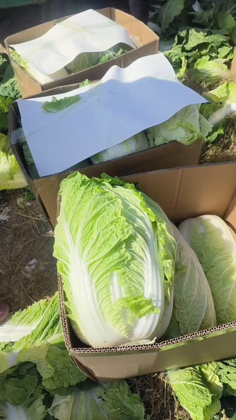 义和秋白菜，砀山基地直供，货源充足，代发全国，欢迎联系！