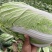 义和秋白菜，砀山基地直供，货源充足，代发全国，欢迎联系！