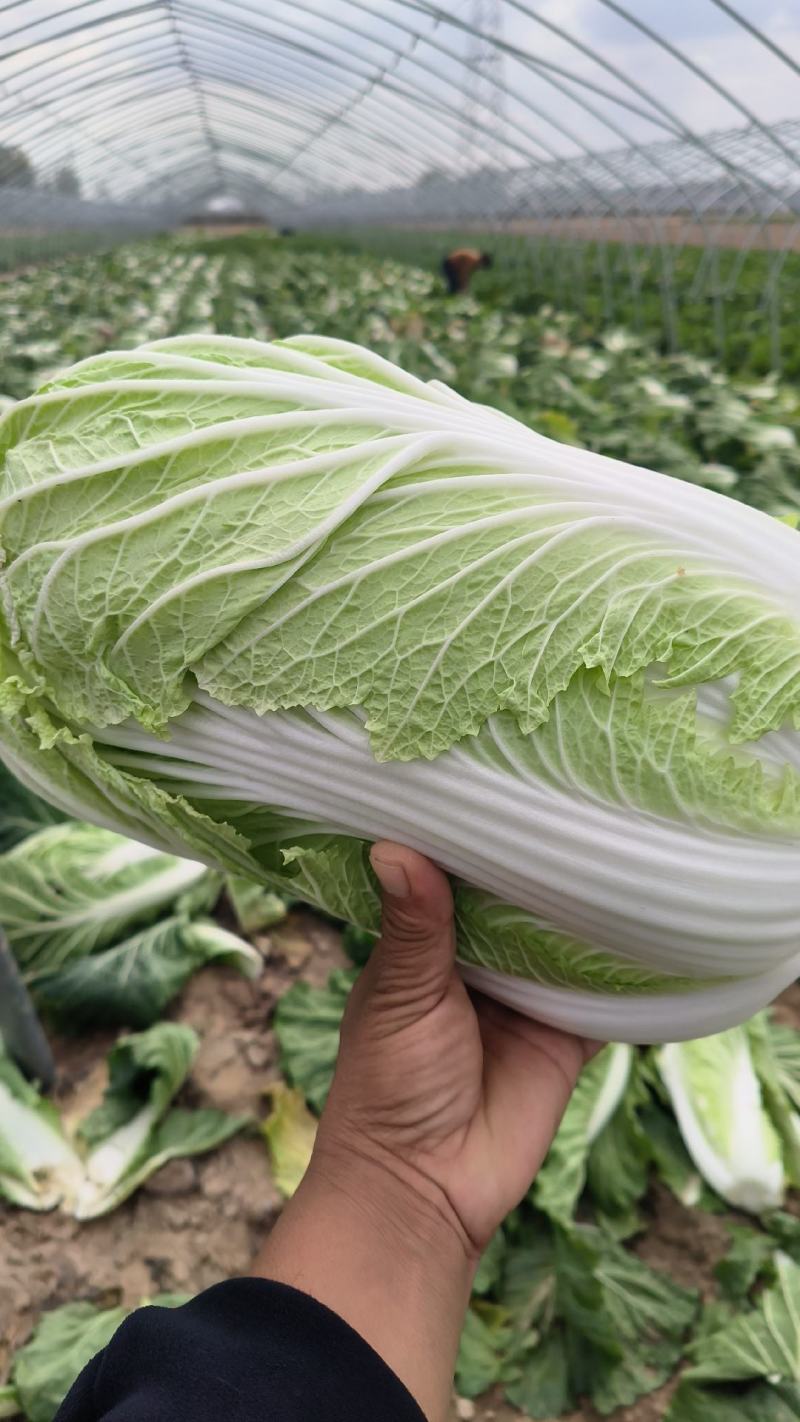 义和秋白菜，砀山基地直供，货源充足，代发全国，欢迎联系！