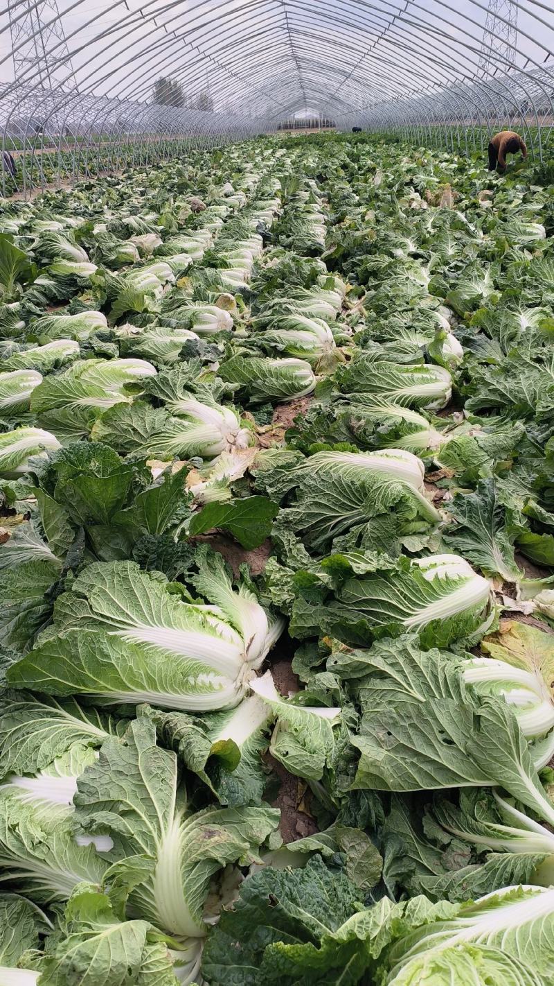 义和秋白菜，砀山基地直供，货源充足，代发全国，欢迎联系！
