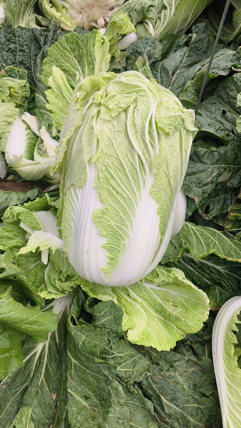 义和秋白菜，砀山基地直供，货源充足，代发全国，欢迎联系！