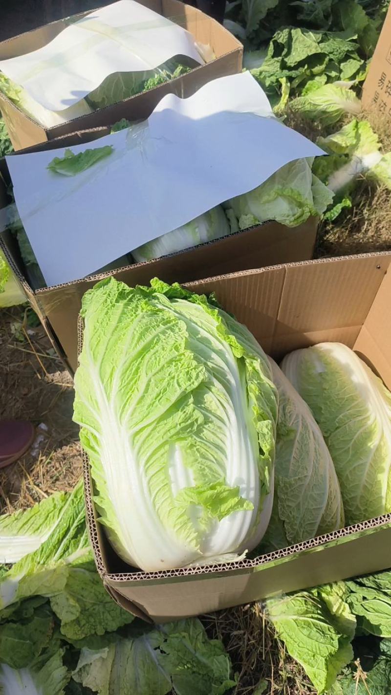 义和秋白菜，砀山基地直供，货源充足，代发全国，欢迎联系！