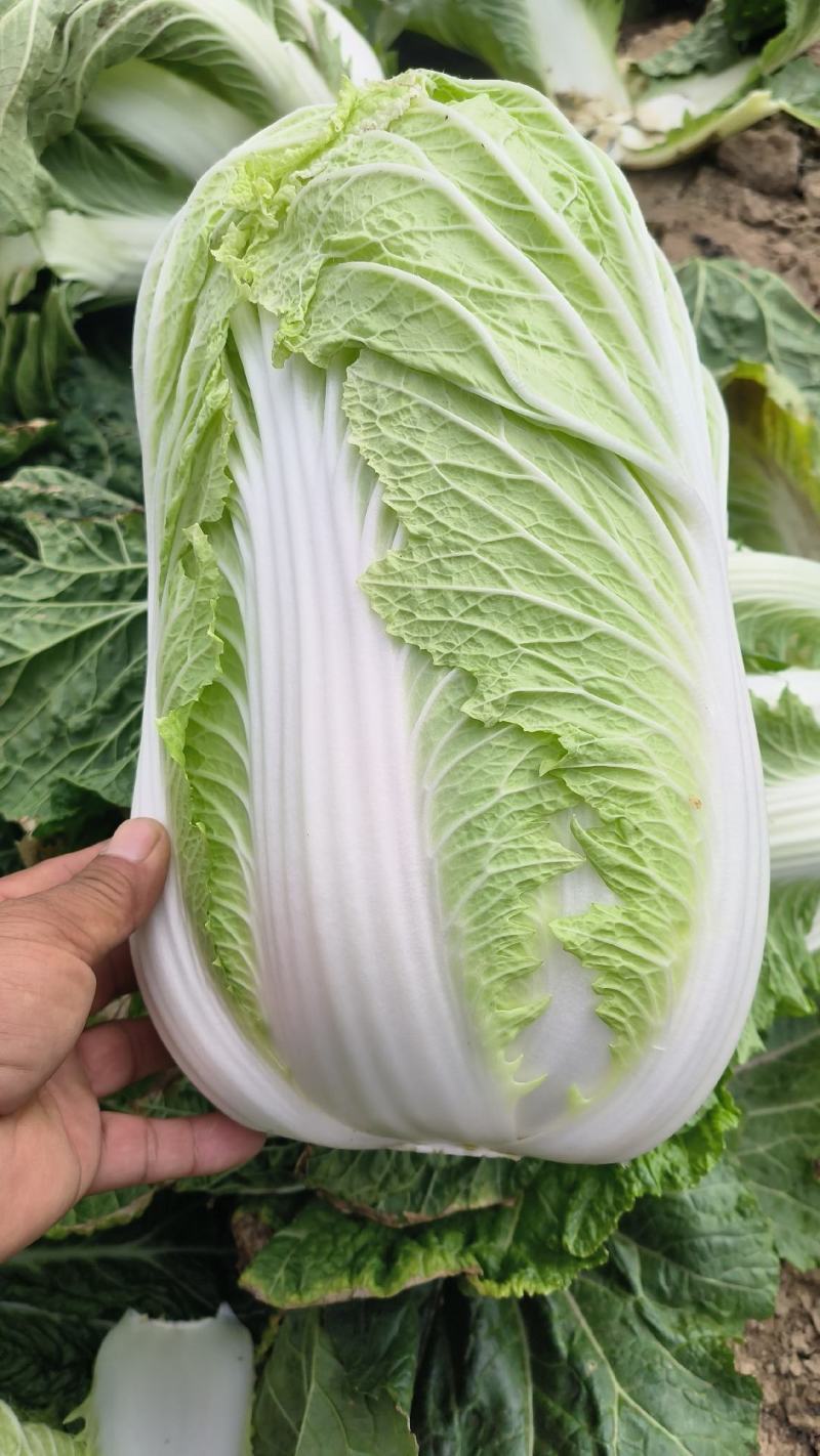 义和秋白菜，砀山基地直供，货源充足，代发全国，欢迎联系！