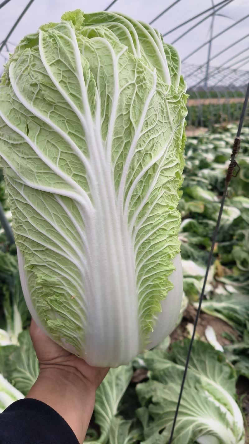 义和秋白菜，砀山基地直供，货源充足，代发全国，欢迎联系！